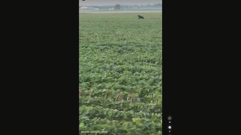 Woman’s morning walk interrupted by bear sighting