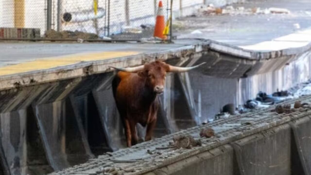 The bull, named Ricardo, is recovering at a New Jersey animal sanctuary.