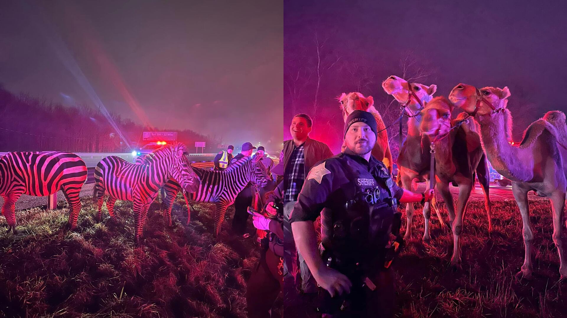 Multiple animals from a circus including zebras and camels were rescued early Saturday morning after their trailer caught fire in Grant County, Indiana.