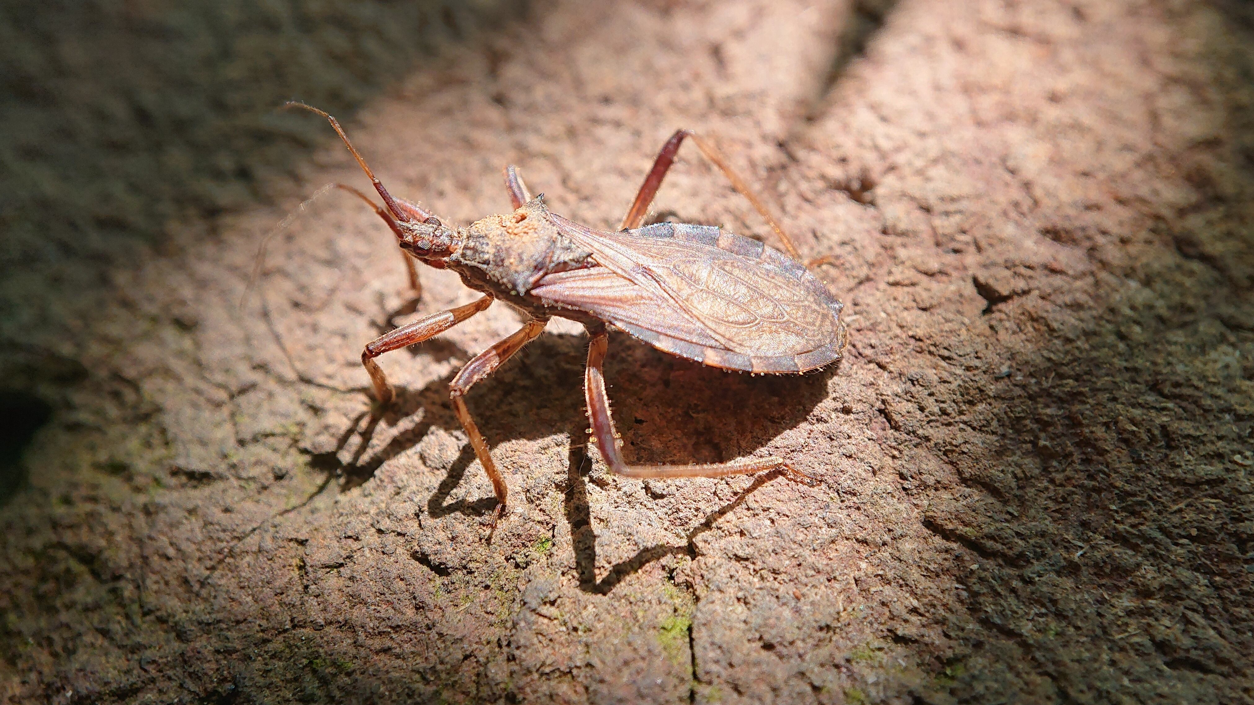 Kissing bug