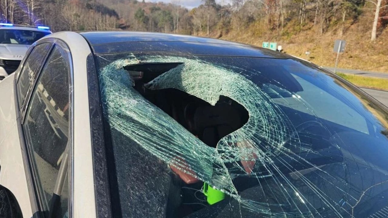 A bald eagle dropped a cat that crashed through a driver's windshield.
