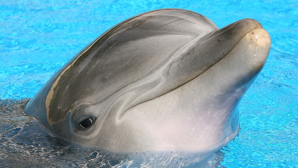 FILE PHOTO: A bottlenose dolphin in Florida has made his pick for which team will win the Super Bowl.