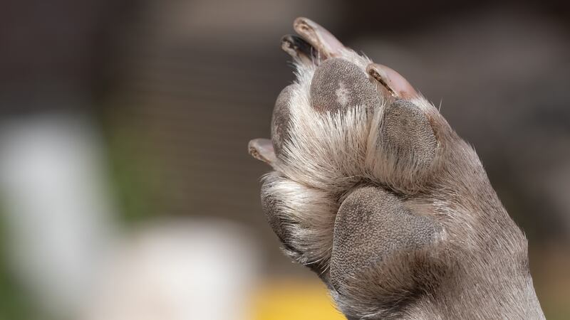 Area vet urging pet owners to stay alert amid rising pet illness reports