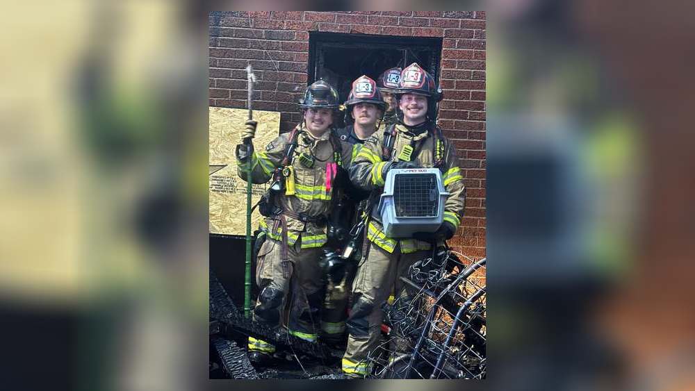 Firefighters rescued cat after searching Vandalia home - WHIO TV 7 and WHIO Radio