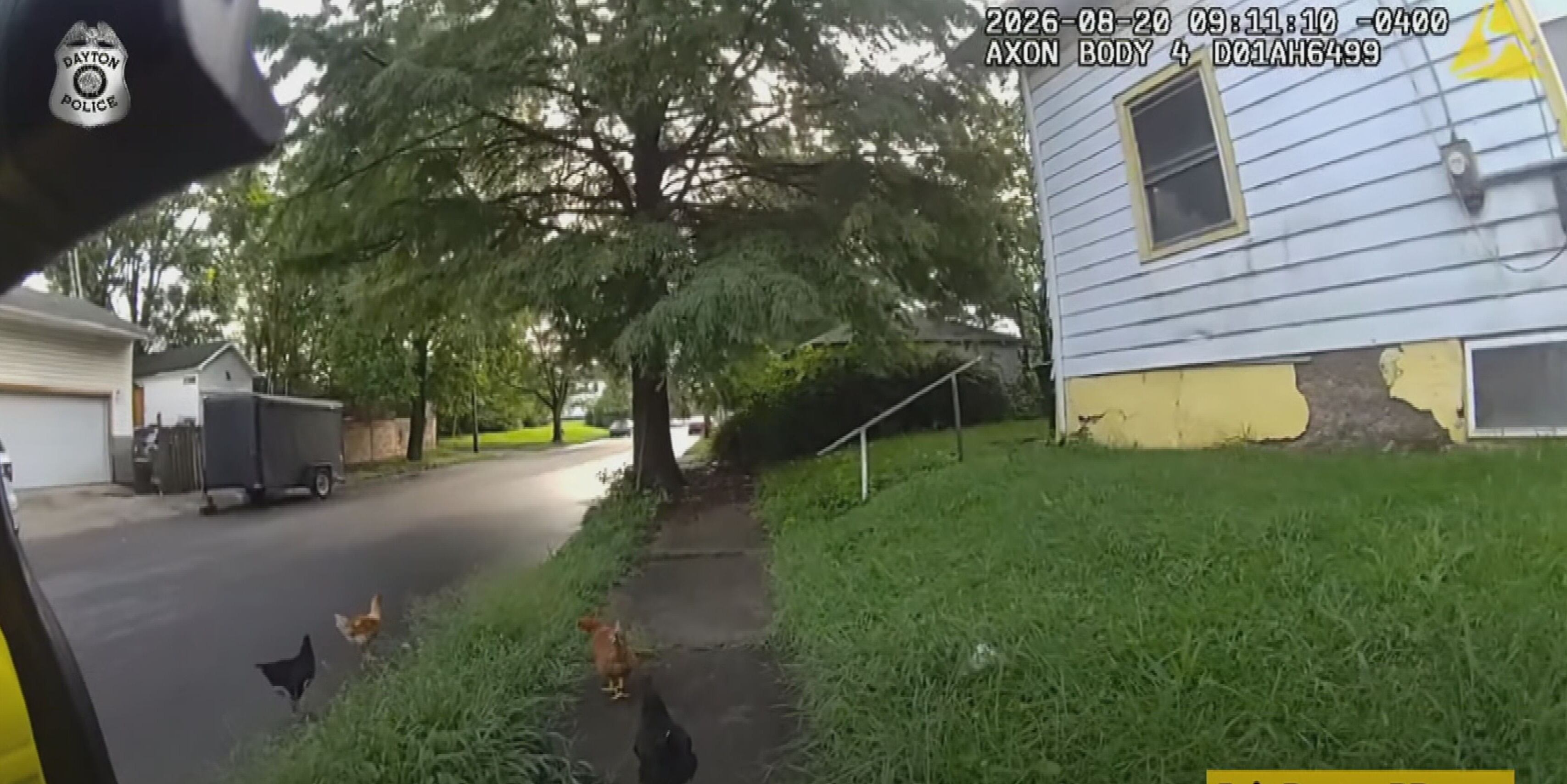 Officers work to corral escaped chickens