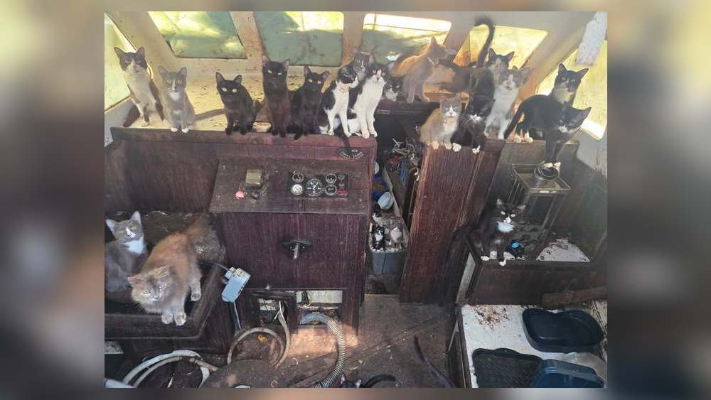 Pierce County Humane Society takes in cats from boat - WHIO TV 7 and WHIO Radio