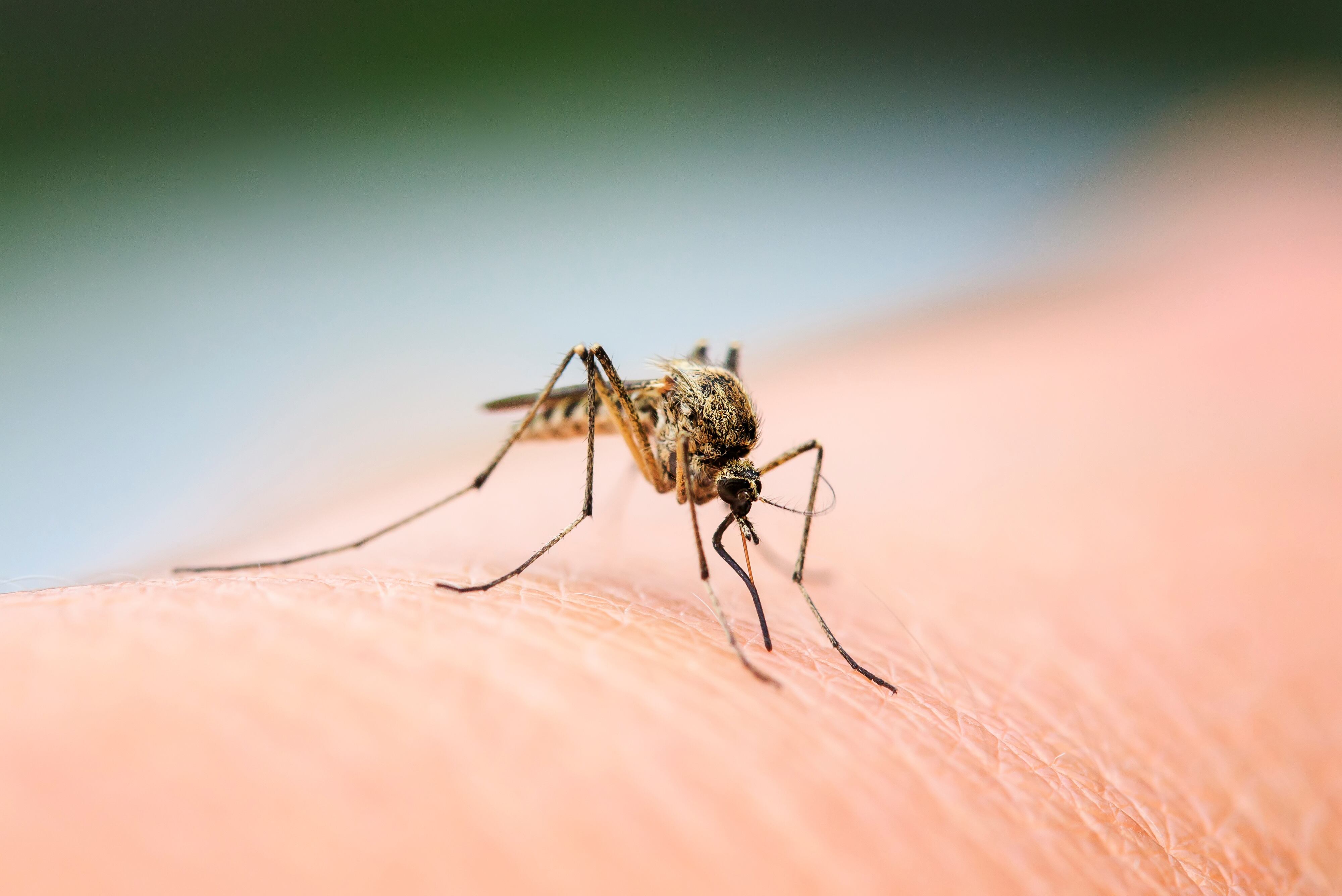 West Nile virus found in Moraine park mosquitoes