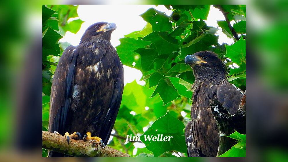 Carillon Park Eaglets America and Independence expected to fledge soon