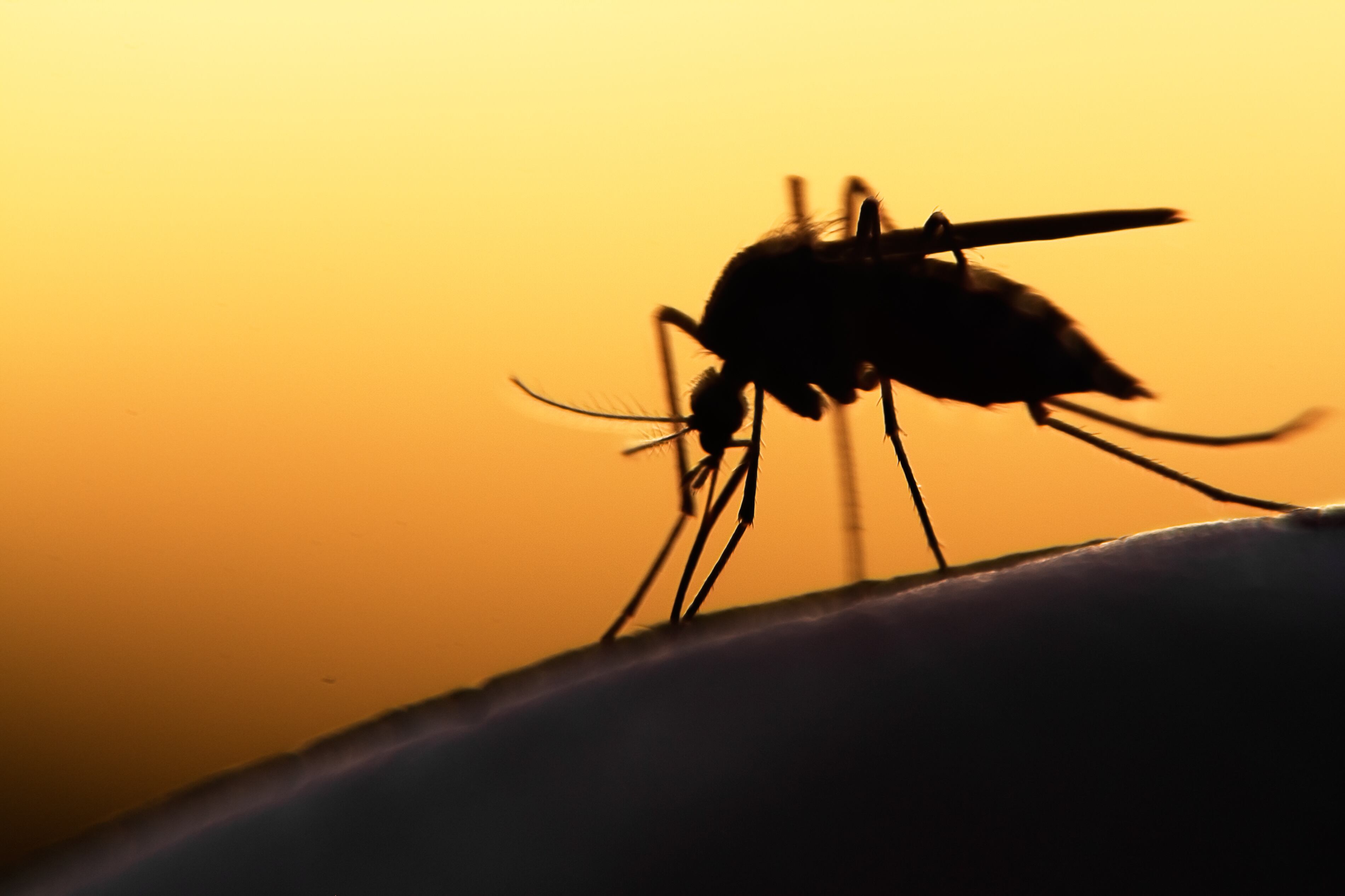 Public Health to spray Dayton park after mosquitoes test positive for West Nile Virus