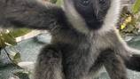 Meet Kip: Cincinnati Zoo welcomes baby gibbon 