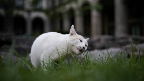 A new declaration in Mexico gives 19 cats roaming the presidential palace food and care fur-ever