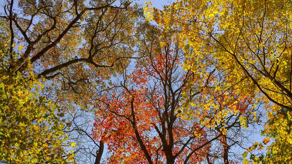 Share your Fall Foliage photos with us!