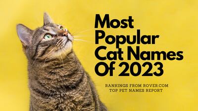 PHOTOS: Here are the most popular & trending cat names of 2023