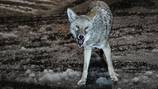 Coyotes are roaming for food, which prompts police to put city residents on alert