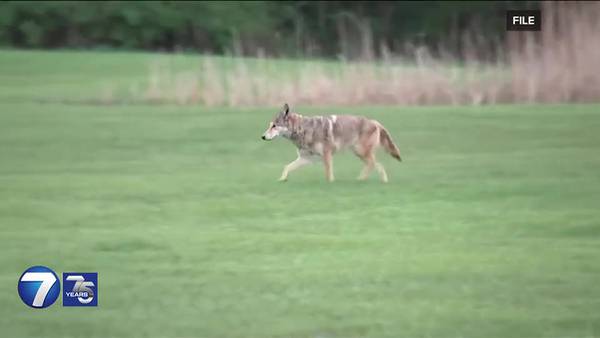 “Please, do not feed wildlife!” Police issue warning during coyote mating season in Kettering