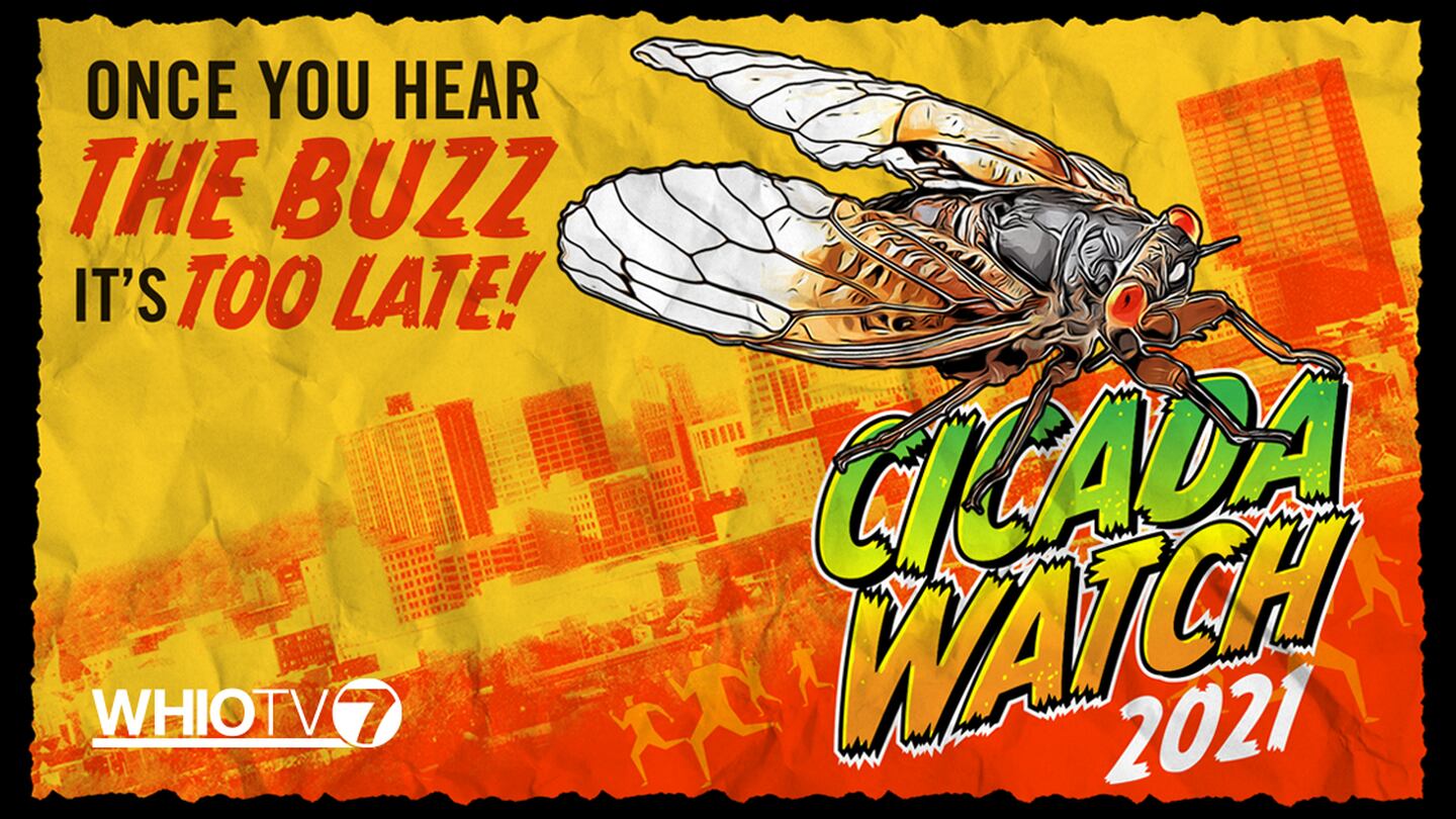 Cicada Watch 2021 Upload your cicada photos WHIO TV 7 and WHIO Radio