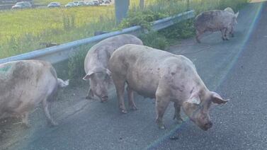 Pigs run loose on Minnesota highway following crash; 10 pigs died