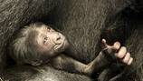 Columbus Zoo announces birth of critically endangered gorilla 