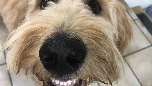 PHOTOS: Viewers share photos of their pups on National Puppy Day 